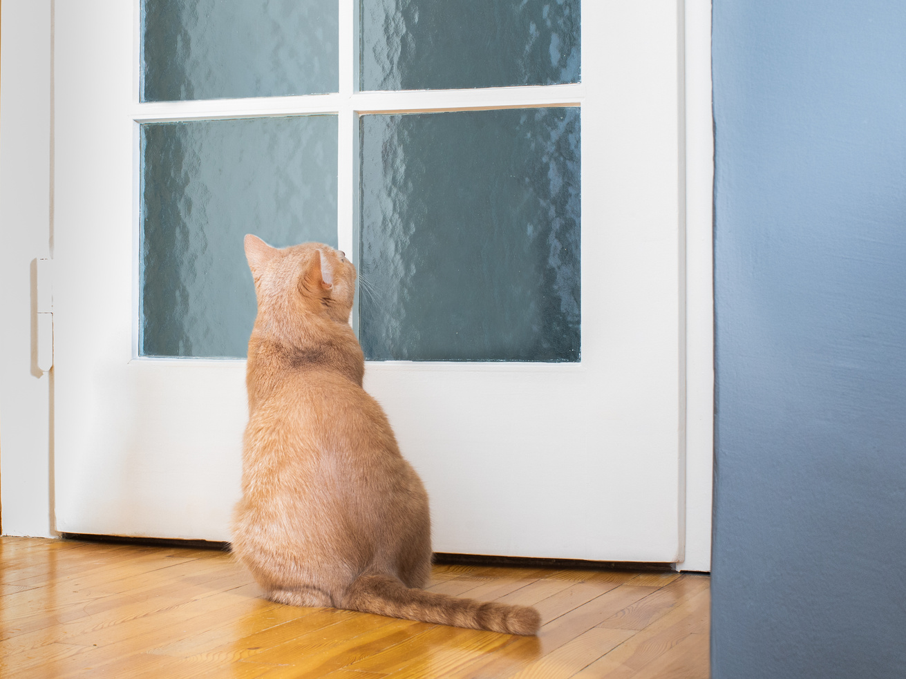 Cat Waiting at the Door
